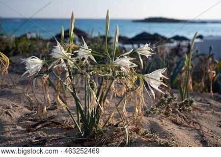 Blossom Of Wild White Flowers Sea Daffodils On Sandy Beach On Cyprus