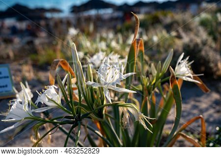 Blossom Of Wild White Flowers Sea Daffodils On Sandy Beach On Cyprus