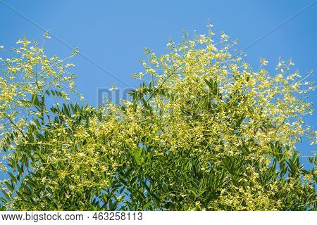 Acacia Branch Robinia Pseudoacacia Is Abundant Blooming With White Flowers. False Acacia. Robinia Le