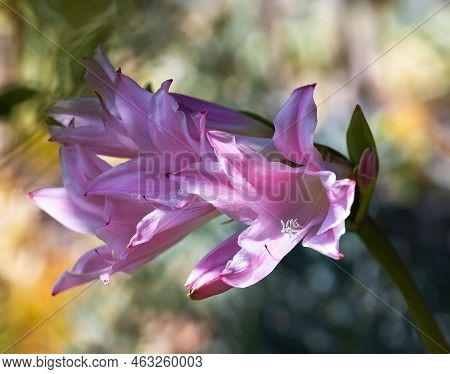 Close Up Of Blooming Pink Crinum Lily.