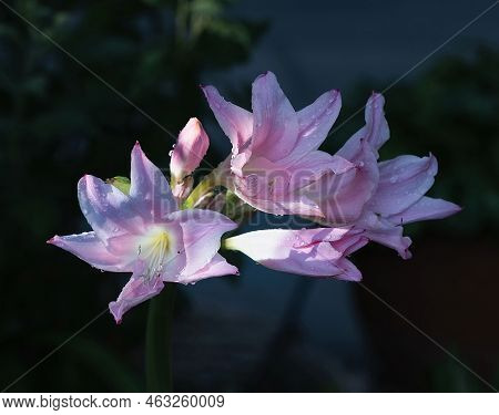 Close Up Of Blooming Pink Crinum Lily.