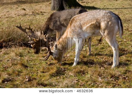 zwei Stags Beweidung