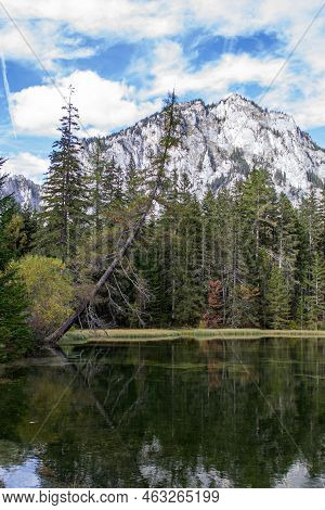 Leaning Spruce Over Against The Backdrop Of The Alpine Mountains