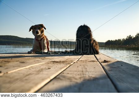 Dog Lovers Lying On A Jetty And Looking At The Lake In Sweden. Goldendoodle And Mixed Breed. Animal 