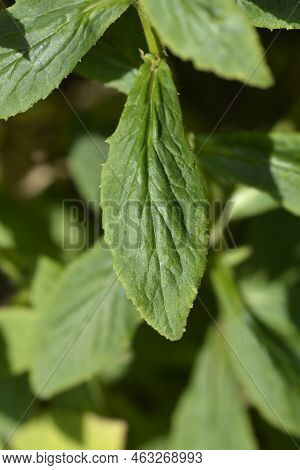 Great Blue Lobelia Leaves In The Garden