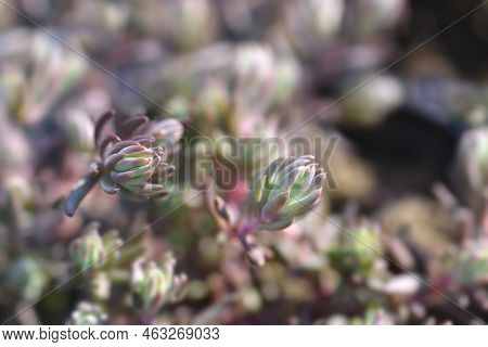 Rock Stonecrop Leaves In The Garden In Summer