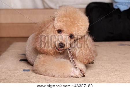 Pudel Essen einen trockenen Knochen