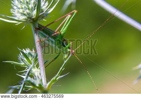 Green Grasshopper Sitting On A Green Leaf. Grasshopper In Nature