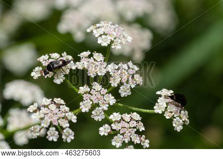 Mordellochroa Abdominalis Feeding On White Flower, Summer Day, In A Natural Environment
