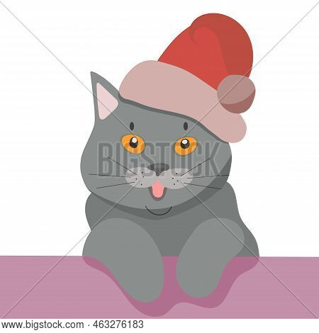 British Shorthair Cat Animal Cute Face. Happy Silver British Kitten Head Portrait. Realistic Fur Por