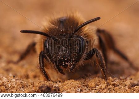 Detailed Frontal Closeup On A Female Early Cellophane Bee, Colletes Cuniculariussitting On The Groun