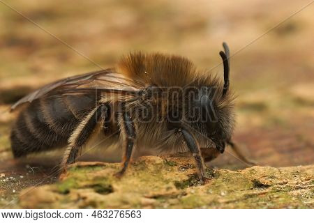 Detailed Closeup On A Female Early Cellophane Bee, Colletes Cuniculariussitting On The Ground