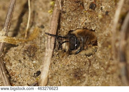 Detailed Closeup On A Male Early Cellophane Bee, Colletes Cunicularius Peaking Out Of It's Undergrou