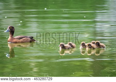 Female Tufted Duck Swims With Her Ducklings In Green Lake