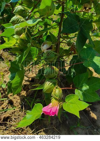 A Beautiful Closeup Shot Of Indian Village Farm  In Bt Cotton Flowers Plant