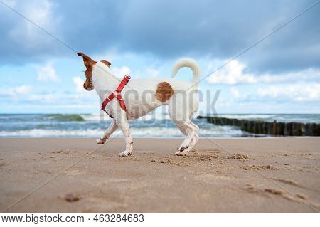 Dog Walking At Sea Beach At Summer Day With Clody Sky. Jack Russell Terrier Portrait.