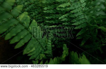 Fern Leaves On Dark Background In Jungle. Dense Dark Green Fern Leaves In Garden At Night. Nature Ab