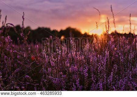 Sunset In The Blooming Heath. Westruper Heide. Westrup Heath, Near Haltern Am See In Germany.