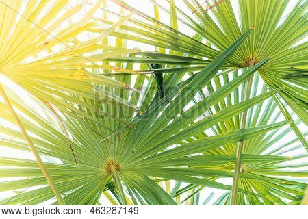 Palm Leaves Close Up Against Clear Blue Sky. Sunshine, Tropical Coastline Palm Tree Concept, Coconut
