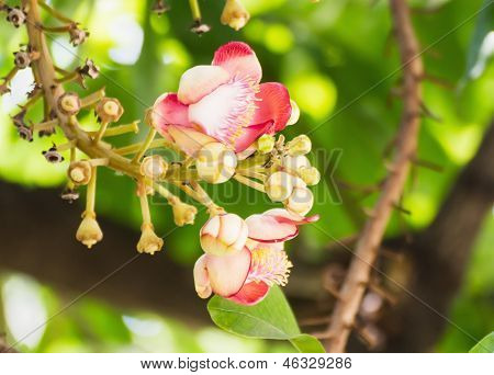 Shorea Robus fiori