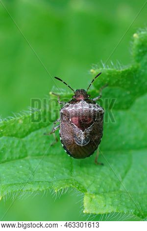 Detailed Vertical Closeup On An Adult Sloe Bug, Dolycoris Baccarum In A Garden
