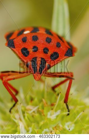 Frontal Closeup Of A Colorful Mediterranean Brilliant Red Shieldbug, Graphosoma Semipunctatum, In So