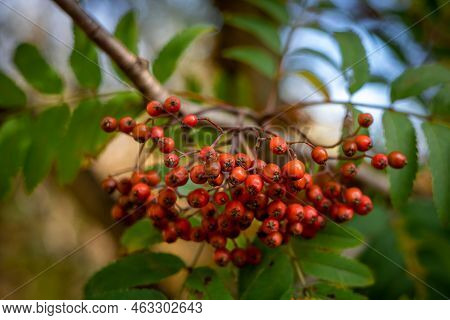 Autumnal Background With Red Fruits Of Rowan Tree.