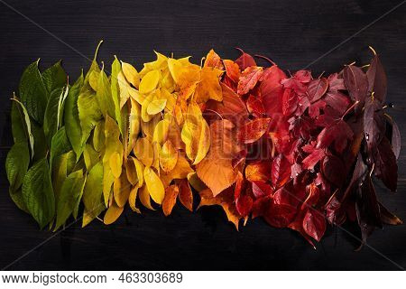 Rainbow Of Colorful Autumnal Leaves On Wooden Background