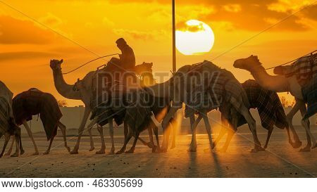 Ash-shahaniyah, Qatar- March 03 2022 : Jockeys Taking The Camels For Walk In The Camel Race Tracks A