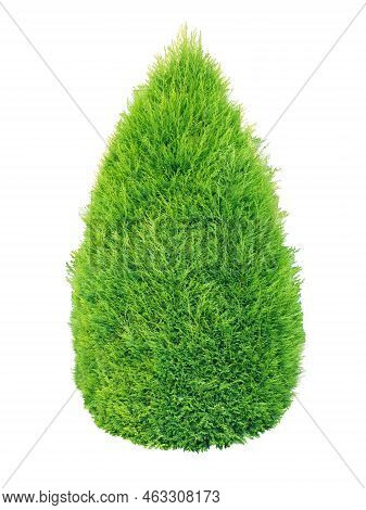 Lush Green Thuja Conic Shrub Isolated Transparent Png