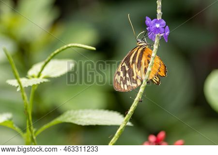 A Butterfly And A Purple Flower. High Quality Photo Butterfly By A Flower.