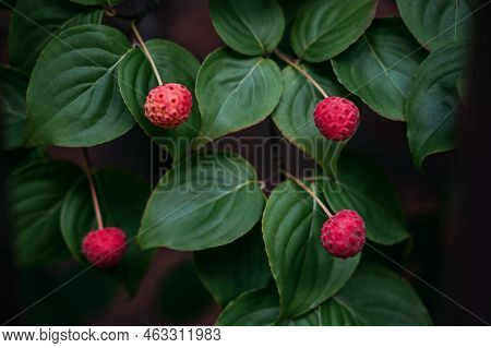 Kousa, Kousa Dogwood, Chinese Korean Japanese Dogwood. Close Up Of Bright Red Autumn Fruit On Cornus