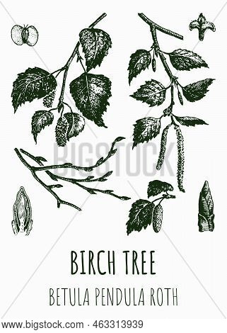 Vector Drawings Of Birch. Hand Drawn Illustration. Latin Name Betula L.