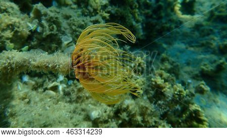 Marine Polychaete Mediterranean Fanworm Or Feather Duster Worm, European Fan Worm (sabella Spallanza