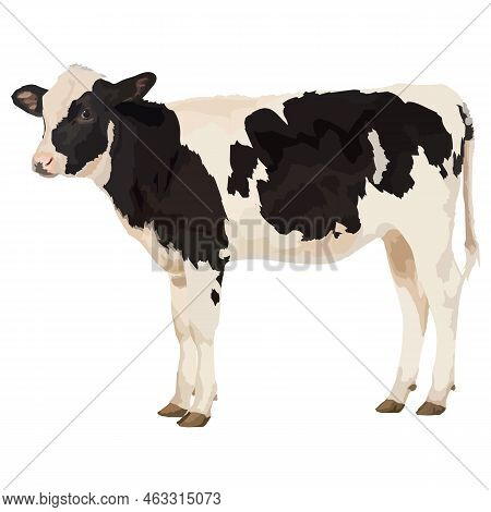 Realistic Cow Vector Illustration On A White Background