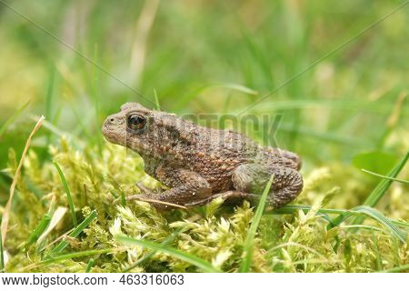 Detailed Closeup On A Small Common European Toad , Bufo Bufo Sitting In The Green Grass