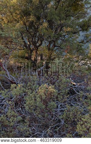 Manzanita Spreds On The Ground On A Mountainside In Yosemite National Park, California