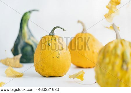 Small Yellow, Orange And Green Decorative Pumpkins And Leaves On White Background. Fall Season, Hall