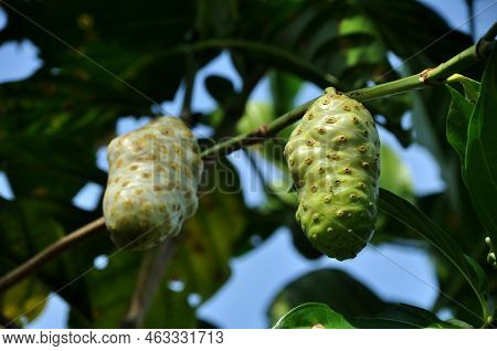 Morinda Citrifolia Or Noni Fruit Is A Fruit Bearing Tree In The Coffee Family Rubiaceae