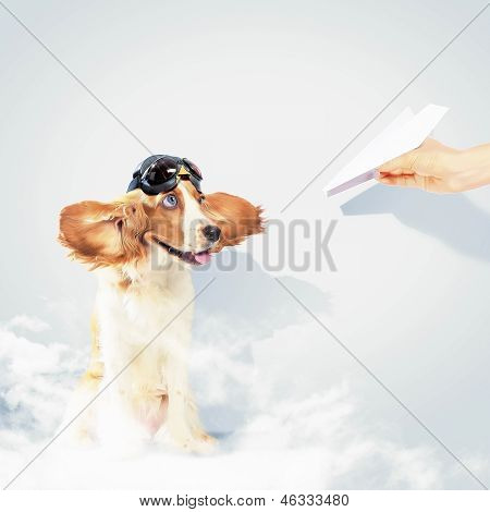 Perro spaniel graciosos