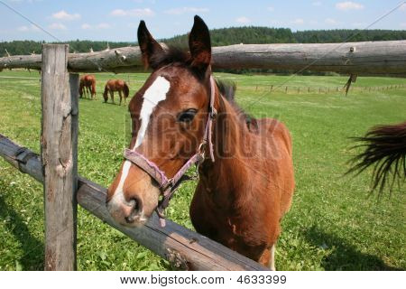 Horse On The Green Field