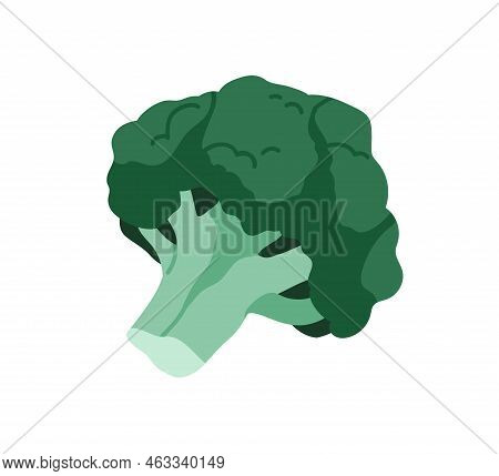 Broccoli, Fresh Raw Vegetable With Head And Stem. Brocoli, Green Tree-shaped Cabbage. Vegetarian Foo