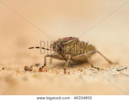 Dolycoris baccarum