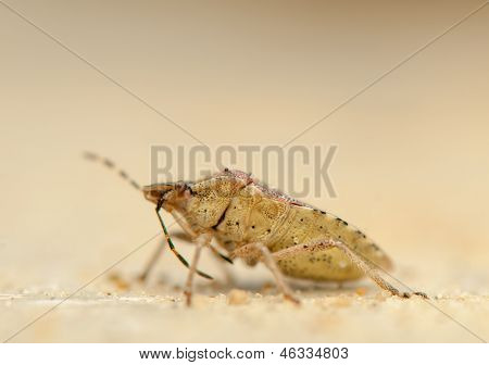 Dolycoris baccarum
