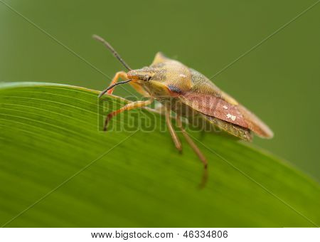 Carpocoris fuscispinus