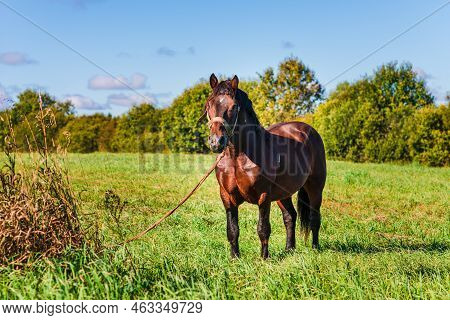Brown Workhorse Standing In A Farmfield On A Summer Day.in A Background Outdoors Nature Trees.