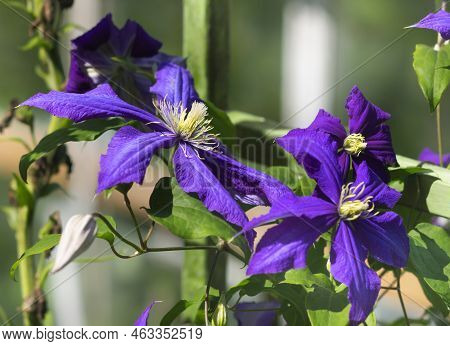 Large Flowers Of Blue Climatis In The Bright Sun In The Garden