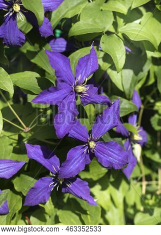 Large Flowers Of Blue Climatis In The Bright Sun In The Garden
