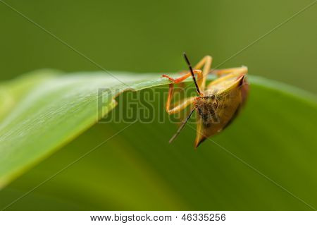 Carpocoris fuscispinus