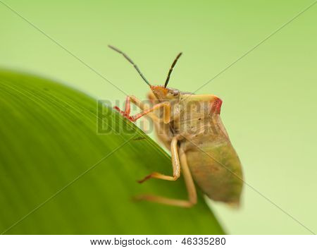 Carpocoris fuscispinus